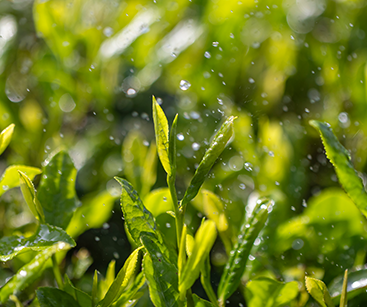 Agricultural pesticides